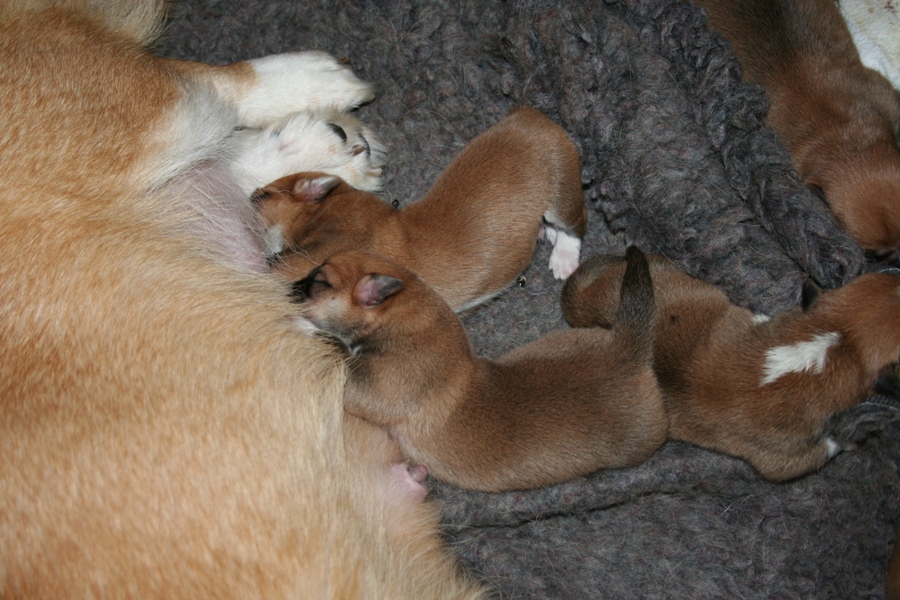 Puppies
